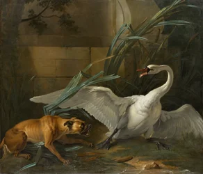 Cigno attaccato da un cane